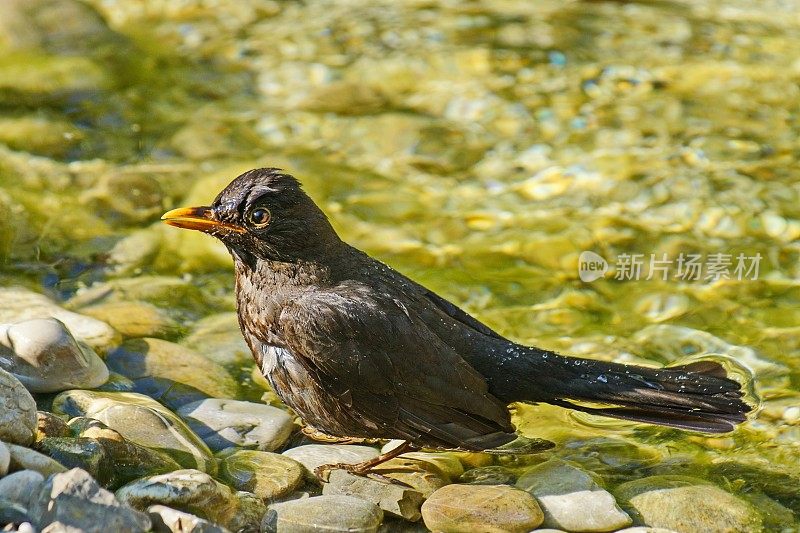 鸟-黑鸟雌Turdus merula正在池塘洗澡。德国拜仁。